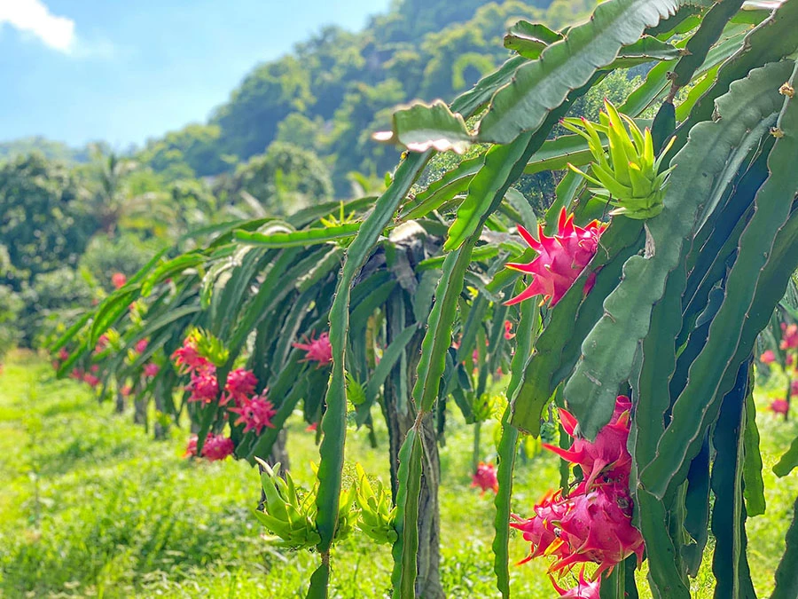 Top Countries That Love Frozen Dragon Fruit the Most